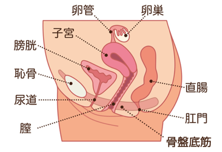 M男くんに贈る2回連続射精命令！ 君のオナニーの主導権はこの私が握っている。 -