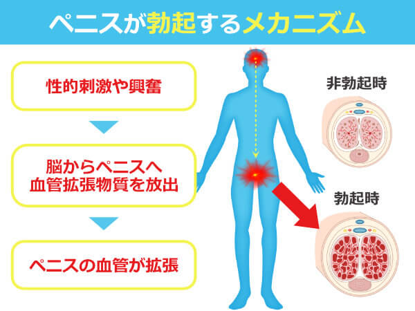 穿くタイプ専用ペニスト - 岡田快適生活研究所