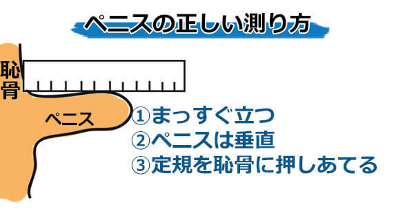 【ちんちんのサイズ】日本人男性のリアル平均を模型で解説