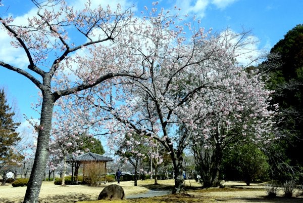 ヤブツバキ（藪椿、ツバキ科）--- Camellia japonica --- 四季の山野草＠（花の写真館）