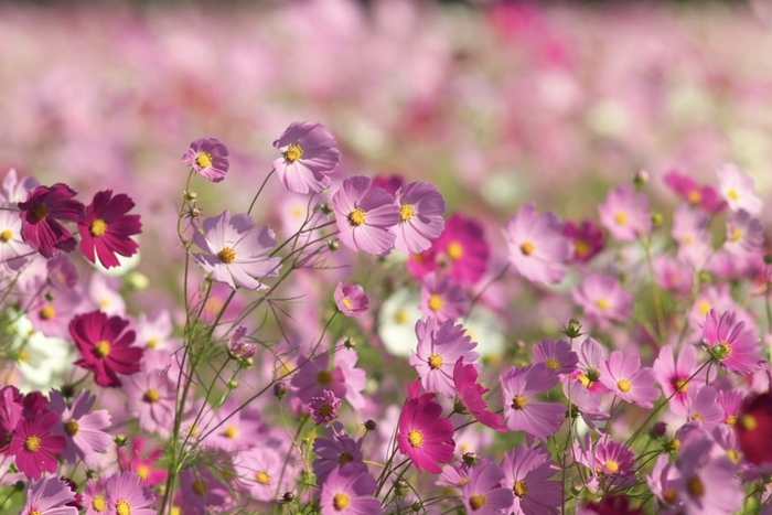 出会えてよかった・一緒にいたい】の花言葉をもつ花一覧