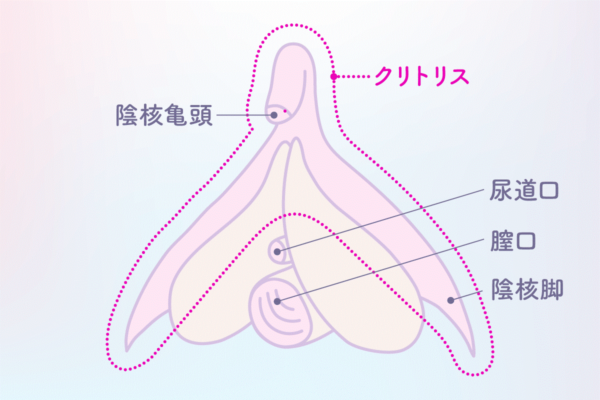 パートナーの性感帯はどこ？ 男女ともに感じる部位は…♡【男女1000人調査】 | Oggi.jp