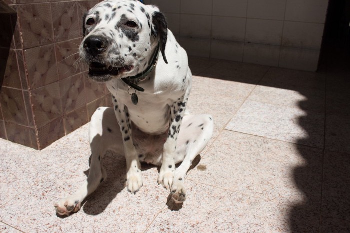 犬が『お尻を舐める』心理４選！もしかしたら怪我や病気になっているかも？ | わんちゃんホンポ