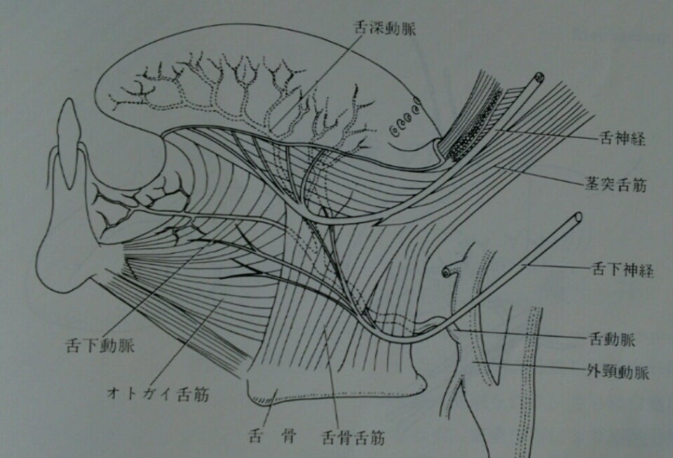 センタータンの開け方・位置や痛みなど舌ピアスの基礎知識 | ボディピアス凛｜軟骨ピアスまとめ