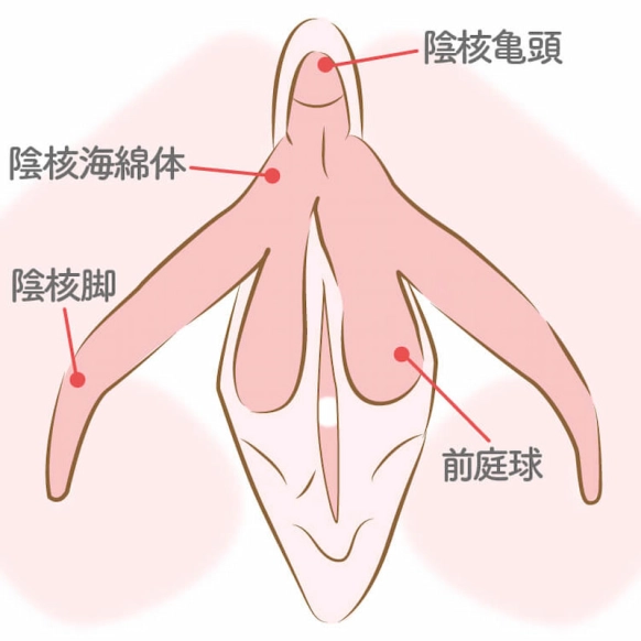 クリトリスの触り方！クリ愛撫でのいじり方 - 夜の保健室