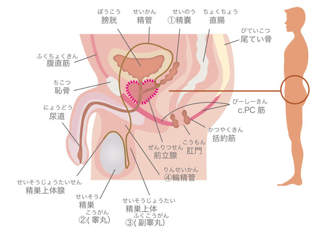 ちんこを硬くする方法5つ！ガチガチに硬いペニスのメリット&デメリットとは？ | VOLSTANISH