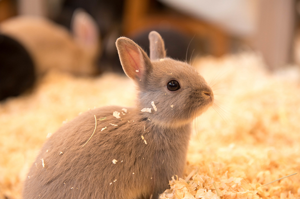 うさぎを飼わなきゃよかったと後悔しないために！知っておくべきこと７選 | ふたぶろぐ