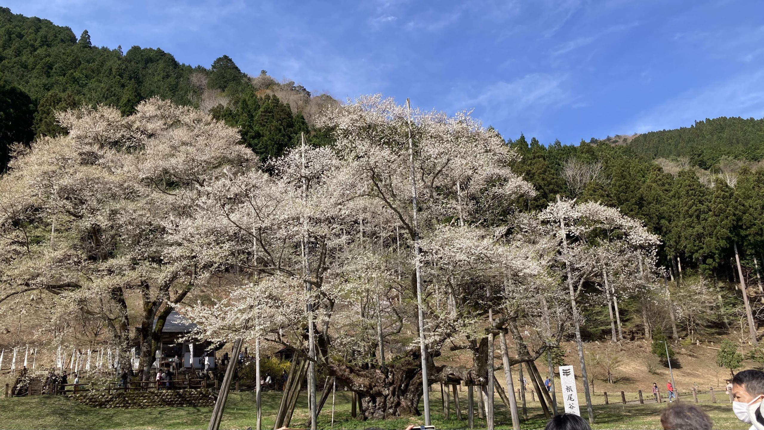 写真 : 女性専用店リラクゼーション整体 桜