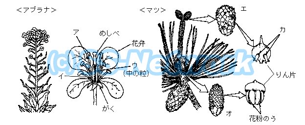 マツの花のりん片イラスト - No: 23451437｜無料イラスト・フリー素材なら「イラストAC」