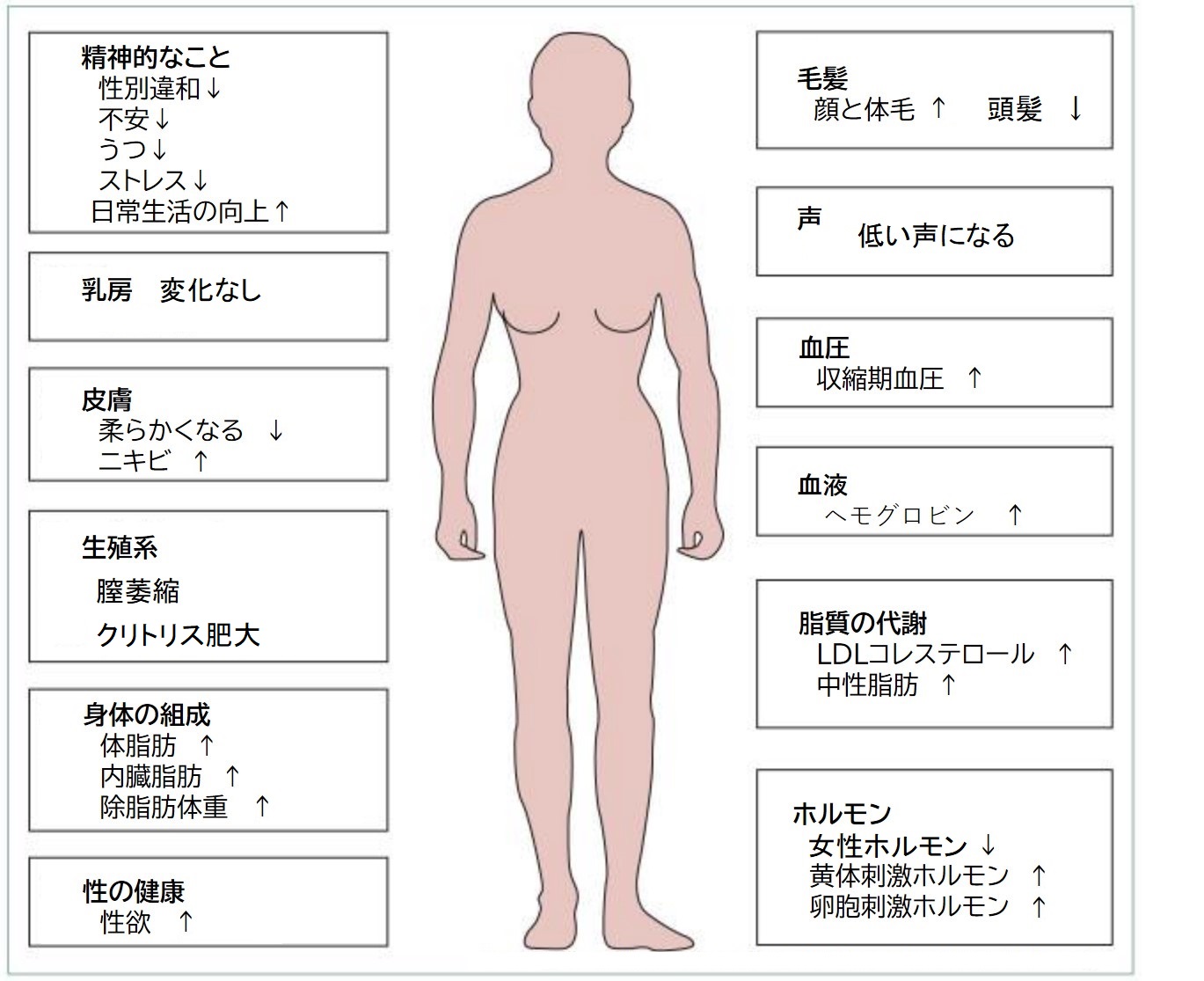 森本産婦人科医院 - 更年期女性における男性ホルモンの果たす役割|7. テストステロンの補充・好ましくない副作用