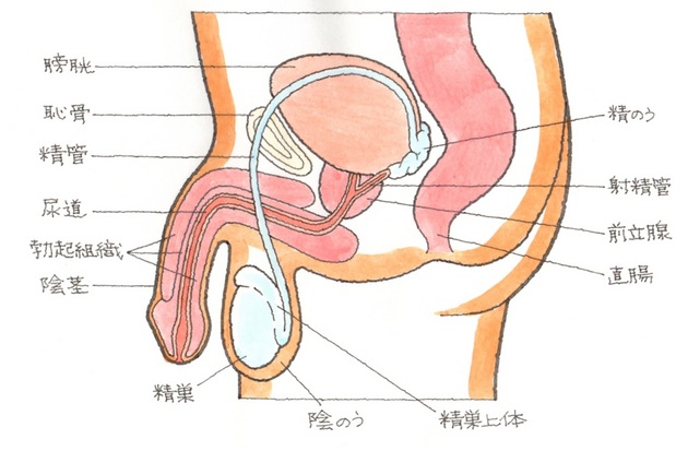 前立腺の役割と病気─前立腺肥大症・前立腺がん・前立腺炎の違い | 大阪梅田紳士クリニック