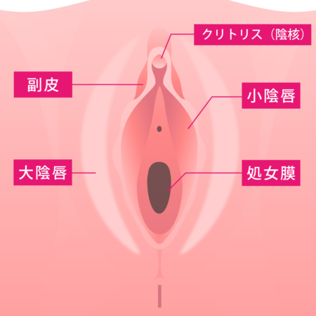 小陰唇が大きい理由について原因と対策を医師が解説【症例写真つき】｜スワンクリニック銀座