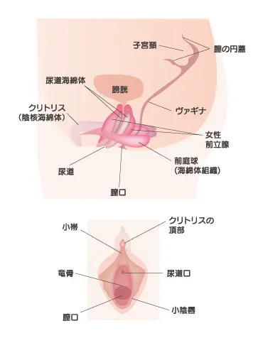 44歳で第3子出産の産後にGスポット刺激でオルガズムになれるイキ方徹底解説【産婦人科医監修】 -  臨床心理士・パーソナルトレーナーの小中学生復学支援・小学生・中学生家庭教育支援・ 不登校母親メンタルサポート