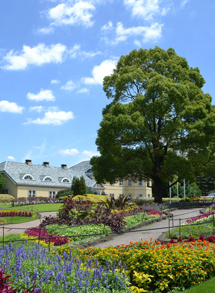 油ヶ渕公園の花菖蒲