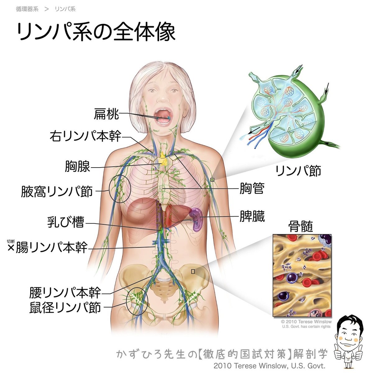 毎日のツボ押しでバストアップも！美バストにつながるツボの押し方 | リンククロス