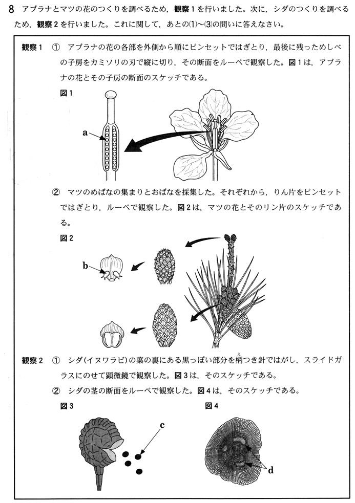 中１理科：マツ（裸子植物） | オンライン無料塾「ターンナップ」