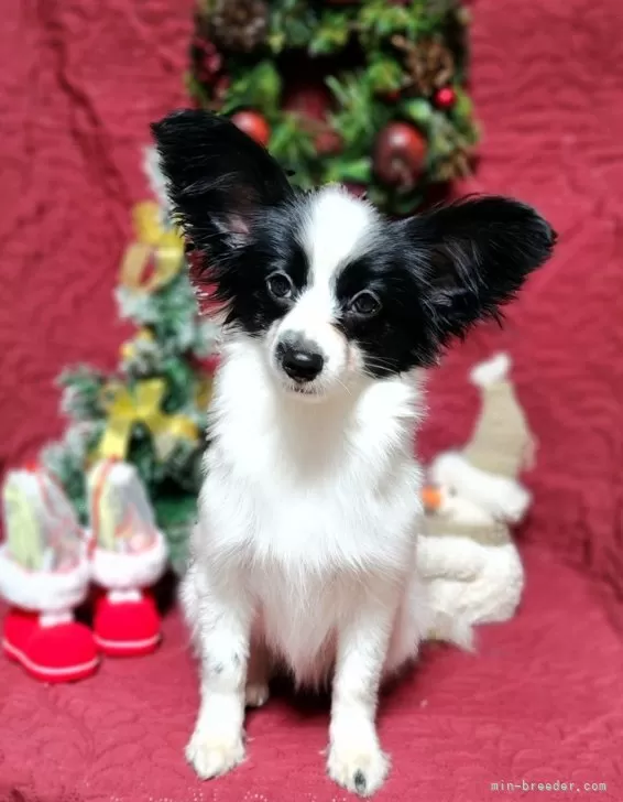 黒と白のパピヨン 犬 黒のニューイングランドパピヨン 写真背景