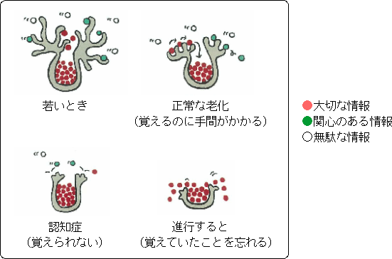 新奇な体験による記憶の保持の強化の機構 : ライフサイエンス 新着論文レビュー