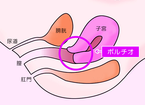 はじめてのセックス、その前に。わたしたちのHow to SEX【医師監修】 | セイシル