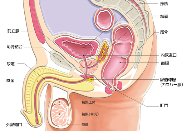 尿道から前立腺刺激するリスクとリターン | 前立腺オナニーのログ