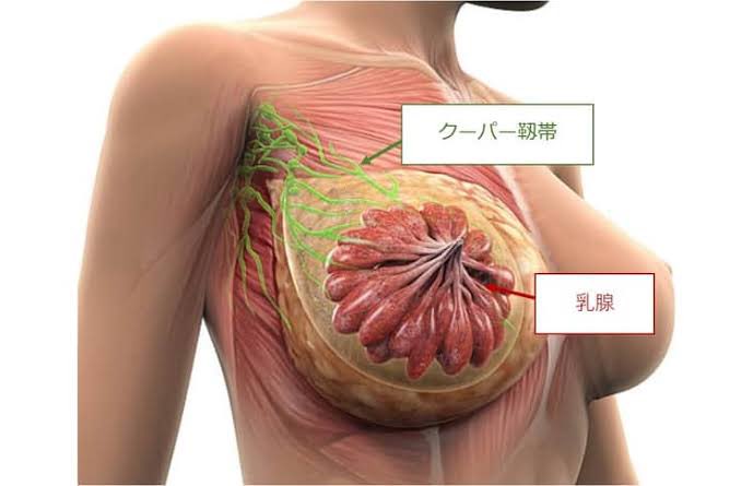 切れたら戻らない！？クーパー靭帯について：2024年5月11日｜プリマベラ 目黒(primabella)のブログ｜ホットペッパービューティー