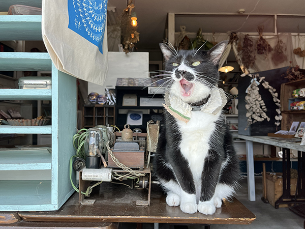 ひよこ雑貨店 熊本市西区横手。 : ゆきねこ猫家族