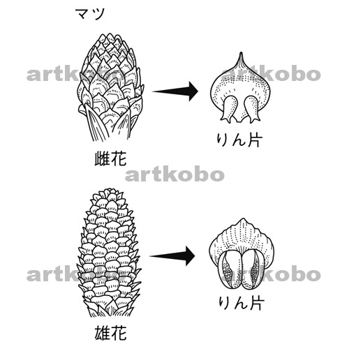 これは何だかわか りますか？