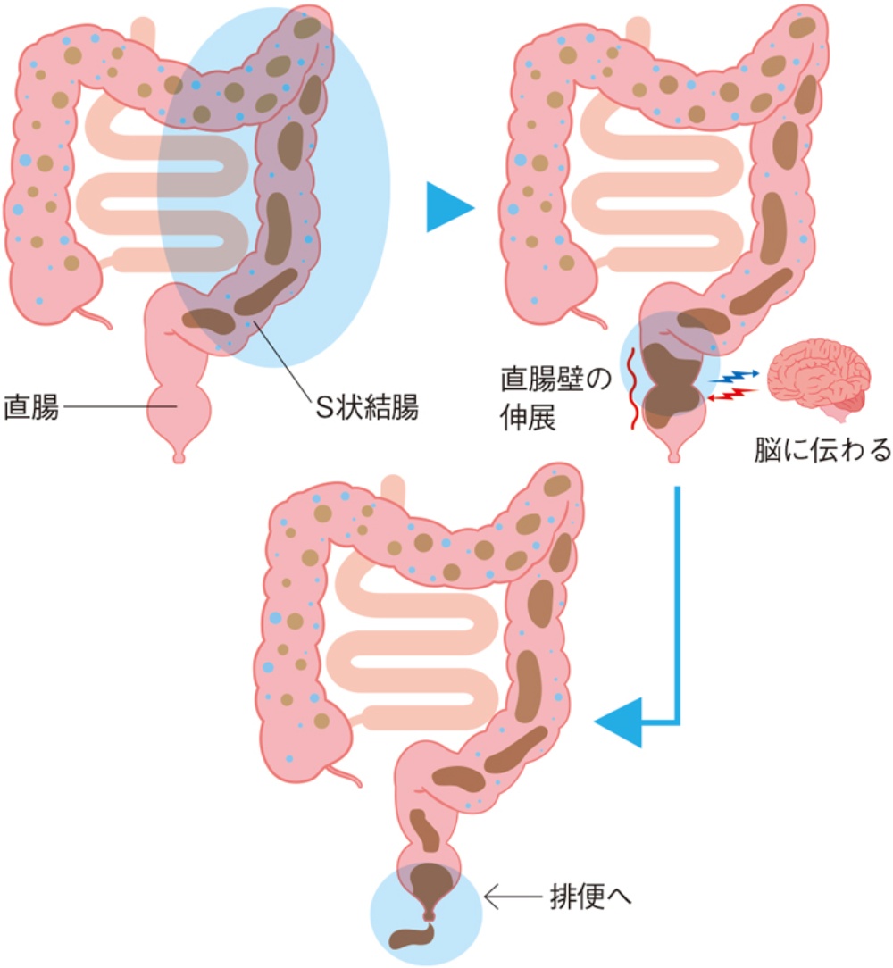 催眠アナルセックス💩 | あぶの～まる