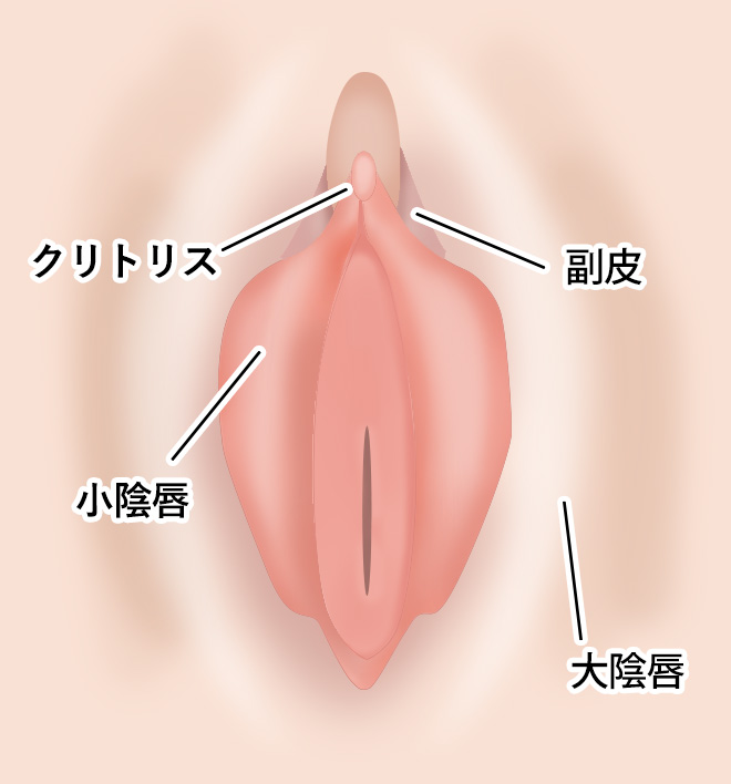 クリトリスとは？機能や役割、語源をわかりやすくまとめました | 腟ペディア（チツペディア）