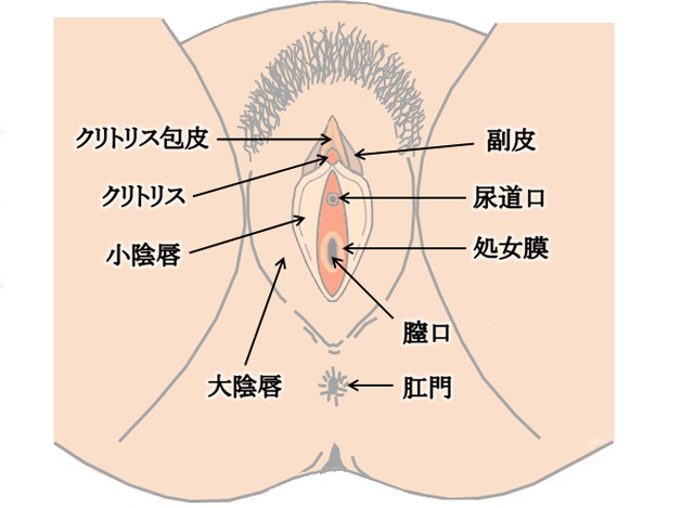 クリトリスの場所はどこ？構造・役割と快感を感じるためのいじり方 | Ray(レイ)