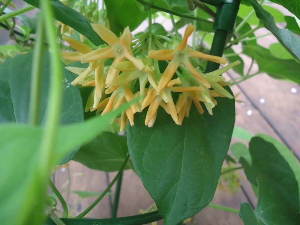 イエライシャンの花 | 植物の写真館