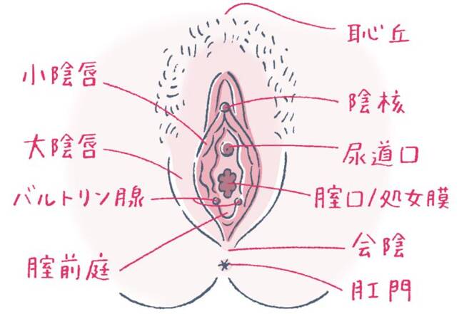 女性を最速イカせるクリトリス吸引ローター・バイブ【図解】 | セクテクサイト