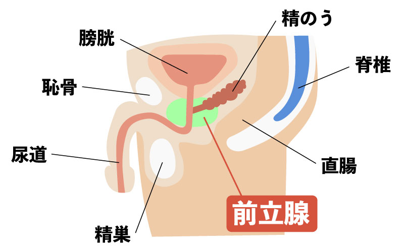 精巣上体炎とは？陰嚢（陰のう）が腫れた・痛いとき | 男性不妊治療は銀座リプロ外科