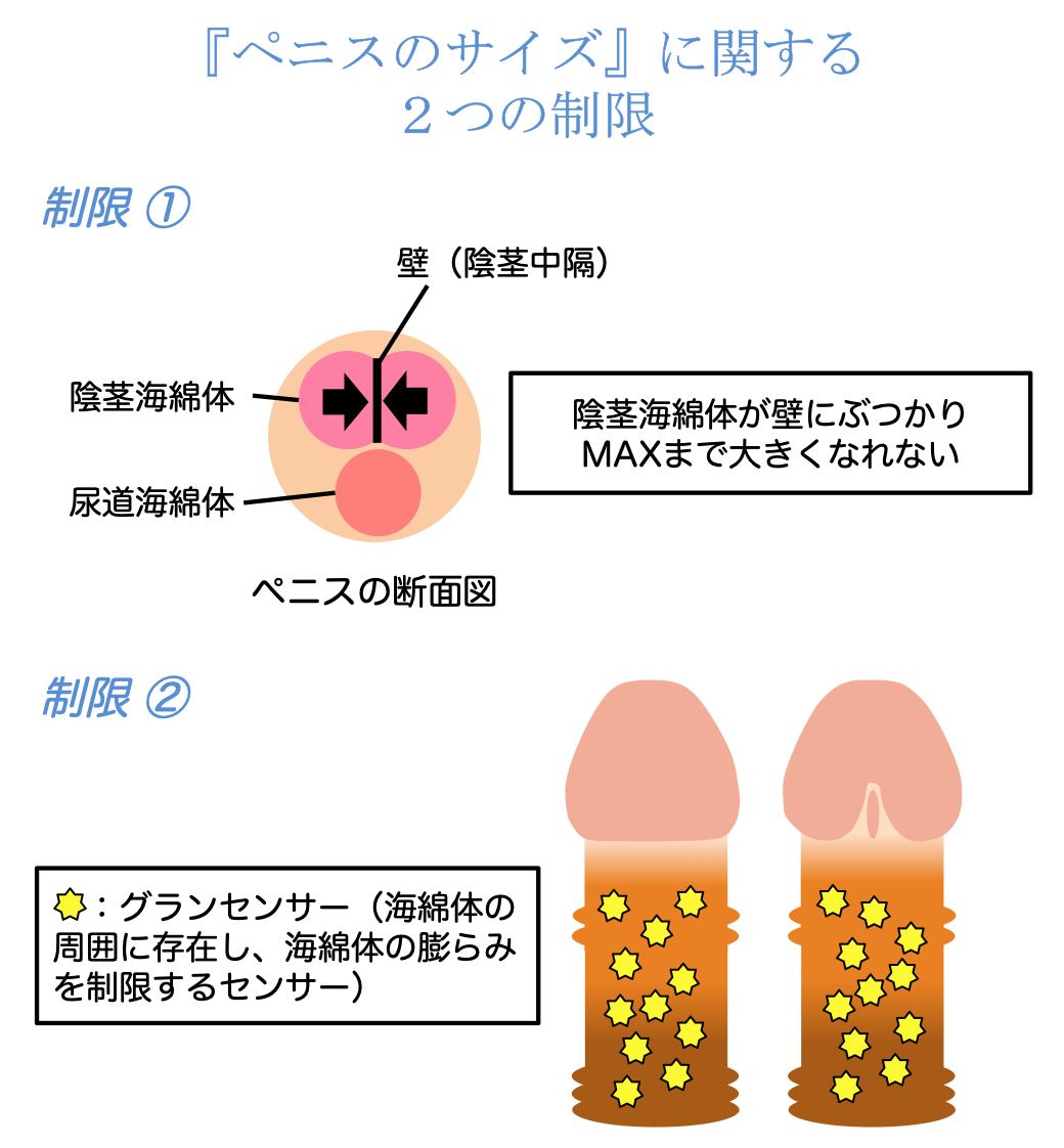 ペニスサイズを一発測定！トイレットペーパーチャレンジ！