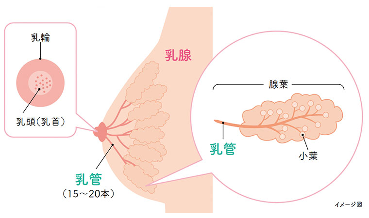 おちょなんさんの乳首感じるんでしたよね？ / KMッソRーニ さんのイラスト