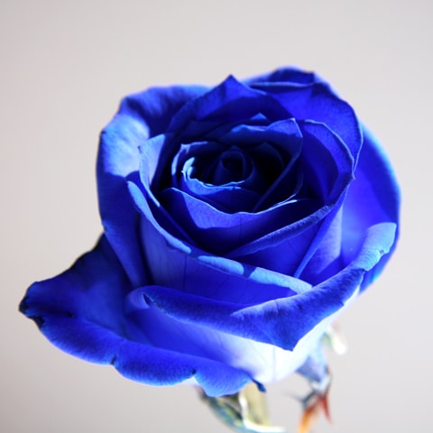 Blue Rose(ブルーローズ) |