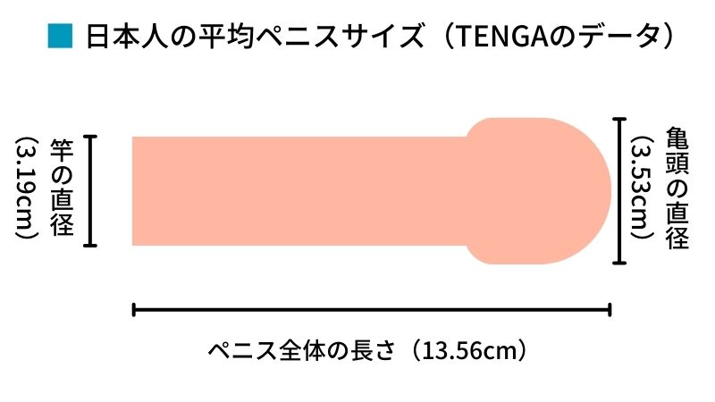 ちんこ(ペニス)をカップ数に例えると？【判定表でちんちんチェック！】 | 性癖.com