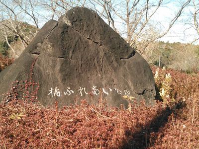 犬の里親募集】神奈川県・雑種・野犬っ子☆コーギー顔のまるころわん（神奈川県）（ID:2211-01539）｜ハグー -みんなのペット里親情報