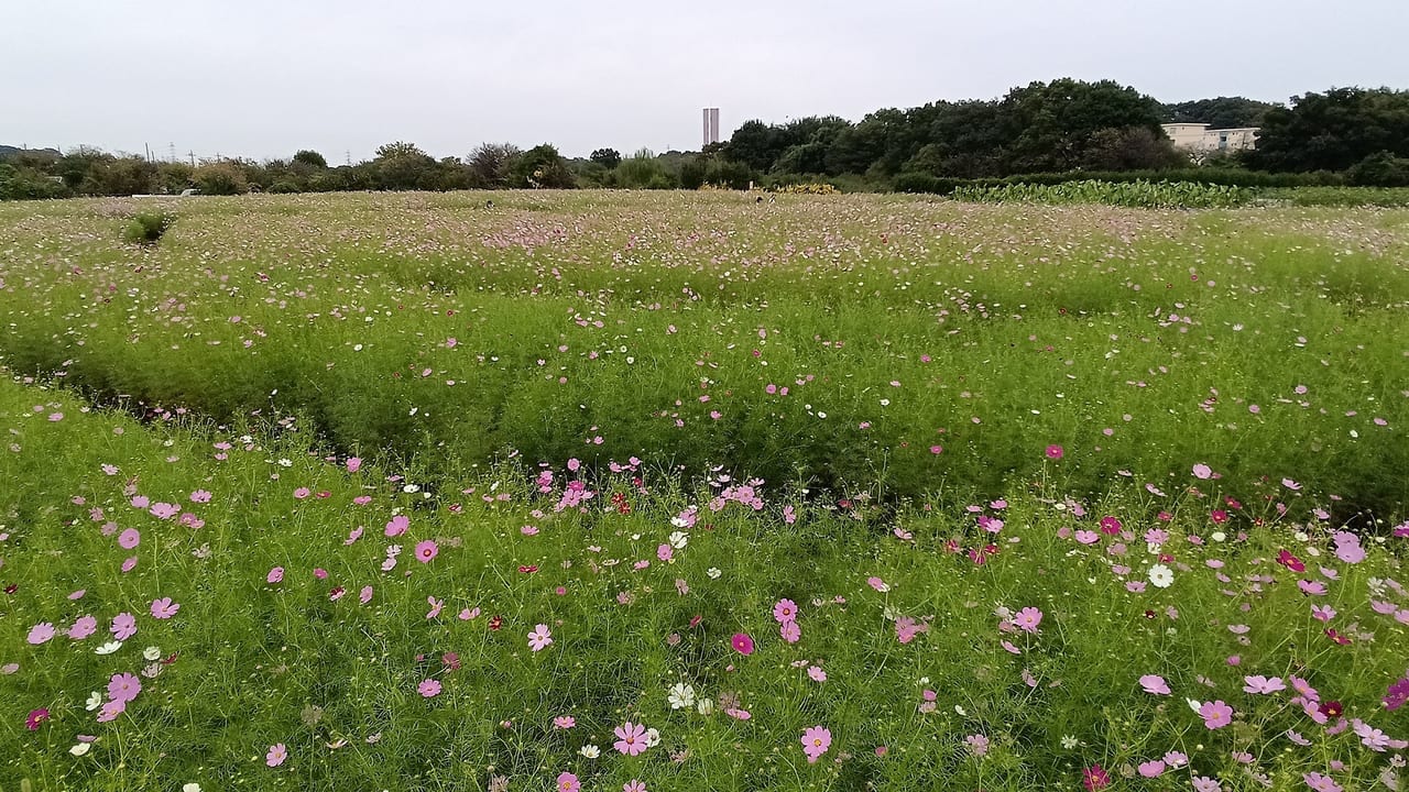 コスモスとバラが見られる智光山公園へ（2）コスモスだけだと厳しいと思ったわりには』狭山・入間(埼玉県)の旅行記・ブログ by まみさん【フォートラベル】