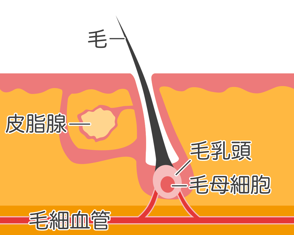 毛抜きでヒゲを抜くと生えなくなる？｜髭の自己処理方法の比較とヒゲをなくす方法 | エピステ