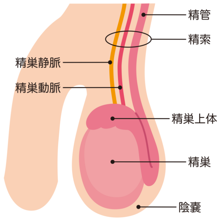 【カントン包茎ってどんな包茎？】