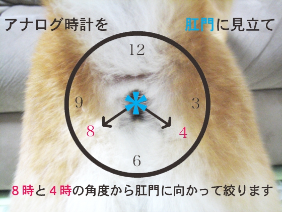 長老猫「岩海苔」、お尻破裂の衝撃から数時間後 さらに深刻な健康問題が待っていた | 犬・猫との幸せな暮らしのためのペット情報サイト「sippo」