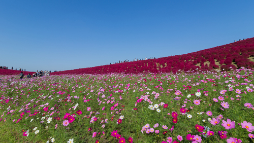 全国】 バラ、コスモス、コキアなど秋の花を見に行こう！9月10月11月が見頃の花の名所20選【2019年版】 -