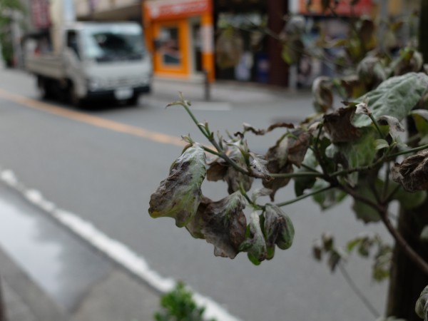 桜木町のピンサロおすすめ店を厳選紹介！｜風俗じゃぱん