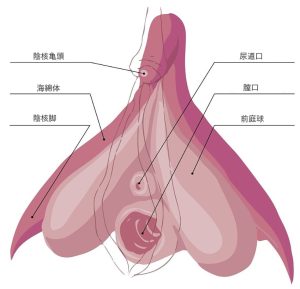 結局、まんこの構造ってどうなってるの？女の穴の仕組みを徹底的に調べてみた