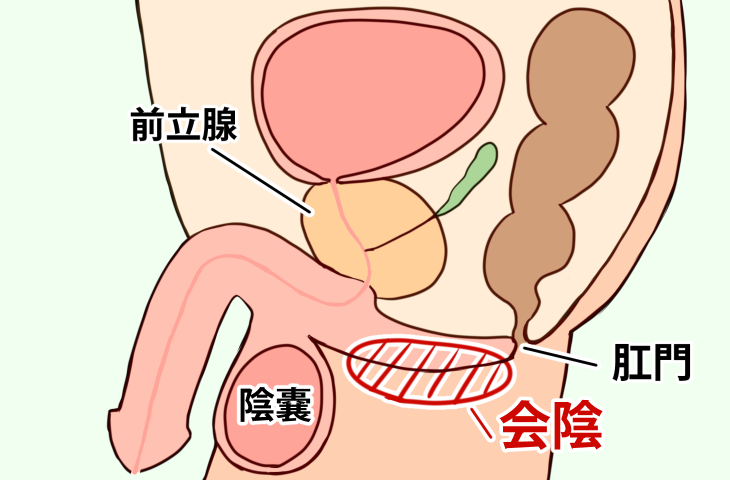 前立腺マッサージってなんで気持ちいいの？ | ドライオーガズム研究部