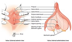 小陰唇縮小術｜Wi Clinic(ウィクリニック)【公式】