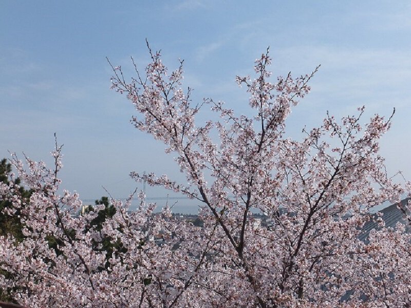 神戸市灘区】桜の開花状況。どこも満開です！「兵庫県神戸護国神社」「灘丸山公園」「摩耶ケーブル下」「桜のトンネル」 | 号外NET 神戸市灘区・東灘区