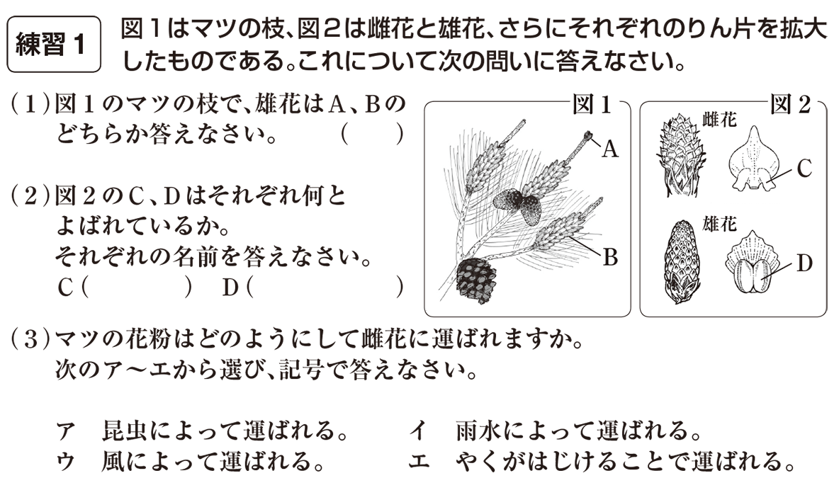 中学受験理科の問題です。松かさになるのは雄花ですか、雌花ですか - Yahoo!知恵袋