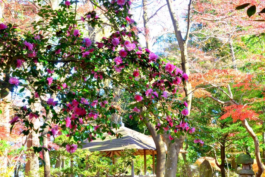 偕楽園 | 偕楽園公園センターでツバキの花を見つけました😙